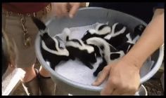 a person holding a bucket full of black and white baby zebras in it's stomach