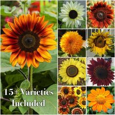 various varieties of sunflowers with the words, 15 varieties included in each photo