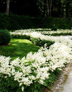 white flowers are growing in the middle of a garden area with green grass and trees