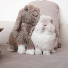 two rabbits sitting next to each other on a bed