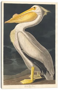 a white pelican is standing on the ground