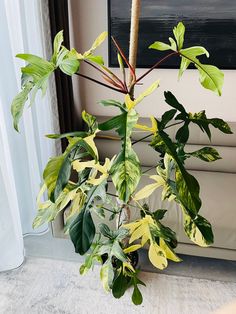 a potted plant sitting on top of a wooden table next to a couch in a living room