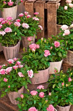 many pink roses are growing in pots on the ground near some wooden crates and baskets