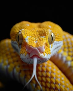 a yellow and white snake with its tongue out