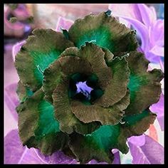 a green and purple flower sitting on top of a table