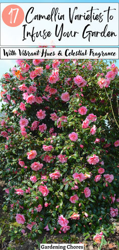 pink roses growing in the garden with text overlay that reads, camelia varieties to these