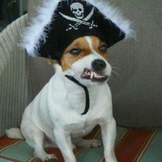 a dog wearing a pirate hat sitting on a couch