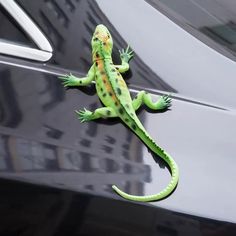 a green and yellow lizard sitting on the side of a black car with it's tail hanging out