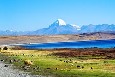 there are many animals grazing on the grass next to the water and mountains in the distance