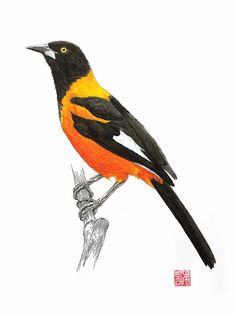 an orange and black bird sitting on top of a branch