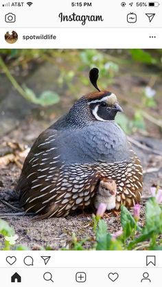 a large bird sitting on the ground next to flowers