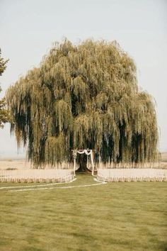 an outdoor wedding setup under a large willow tree in the middle of a grassy field