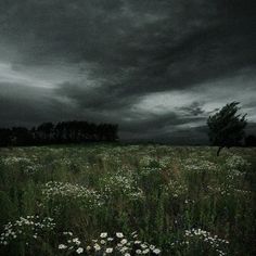 the sky is dark and cloudy over a field with wildflowers in blooming