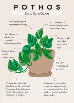 a potted plant with instructions on how to care for it and how to use it