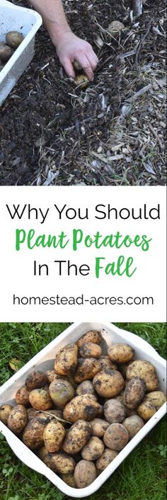 potatoes in the ground with text overlay that says why you should plant potatoes in the fall