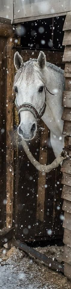 a white horse sticking its head out of a stable door in the snow with it's nose hanging over a slat fence