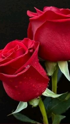 two red roses with water droplets on them, against a black backround background