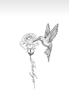 a drawing of a hummingbird flying over a rose