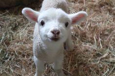 a small white lamb standing on top of dry grass and straw looking at the camera