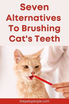 a person brushing their cat's teeth with the caption seven alternatives to brushing cats teeth