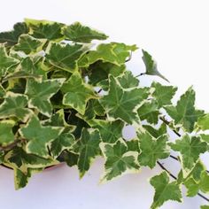 a potted plant with green leaves on it