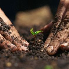 two hands holding a young plant in dirt