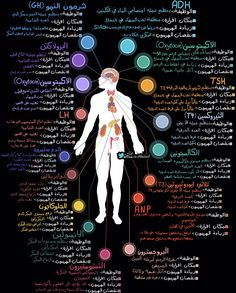 the human body with all its major functions and names in arabic language on black background