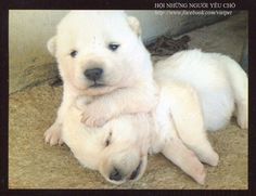 two white polar bears cuddle together on the ground