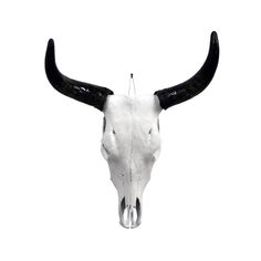 an animal's skull with long horns is shown against a white background and has no image on it