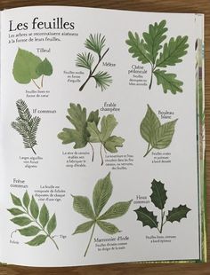 an open book with different types of leaves and plants in french on top of a wooden table