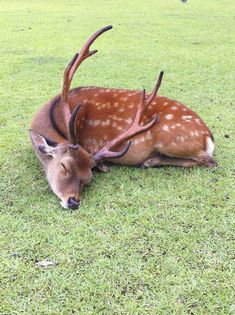 the deer is laying down on the grass