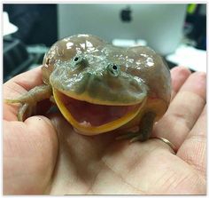 a smiling frog with its mouth open in someone's hand on the computer desk