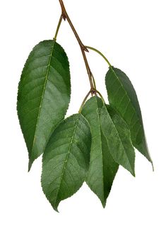 two green leaves hanging from a branch on a white background royalty images and clippings