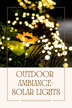 the words outdoor ambiance - solar lights are in front of some plants and flowers