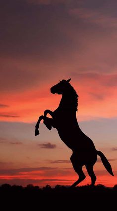 the silhouette of a horse is shown in front of an orange and pink sky at sunset