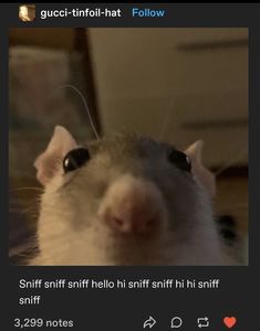 a rat looking up at the camera with an instagram message on it's screen