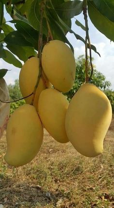 Fresh Mango Fruits | FifthRidge Mango Fruit Photo, Pruning Raspberries, Fruits And Vegetables Pictures, Fruit Tree Garden, Mango Smoothie Recipes, Mango Drinks, Fruit Bearing Trees, Mango Salsa Recipes, Vegetable Pictures