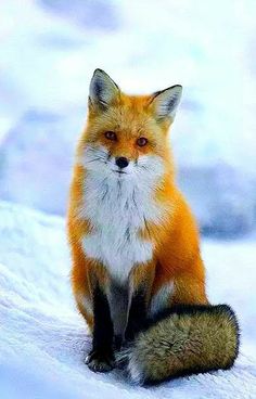 a red fox sitting on top of snow covered ground