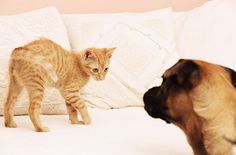 an orange cat and a brown dog on a white couch facing each other in opposite directions