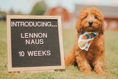 a brown dog sitting next to a sign