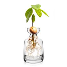 a plant in a glass vase filled with water and roots on a white background,