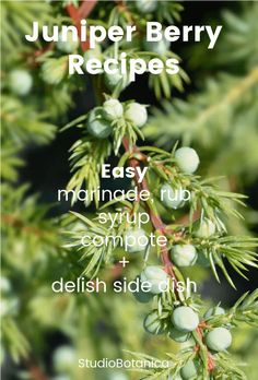 a pine tree branch with berries on it and the words, jumper berry recipes easy, manage