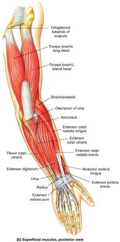 Muscle Identification