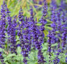 purple flowers are blooming in the garden