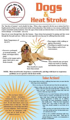 Dog Remedies, Dog Health Tips, Dog Facts, Dog Info, Dog Safety, Pet Hacks