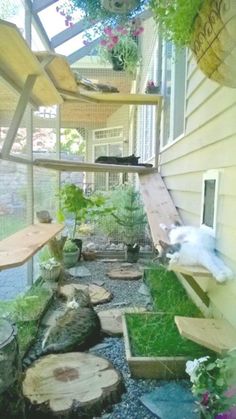 a cat is laying down in the back yard