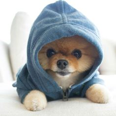 a small brown dog wearing a blue hoodie