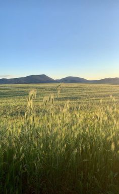 an open field with mountains in the distance and blue skies above it, on a sunny day