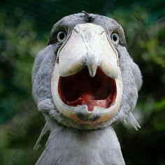 a large bird with its mouth open and it's eyes wide open to the camera