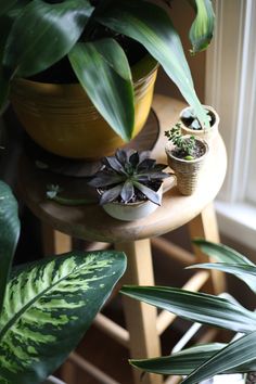 several potted plants are sitting on a small table